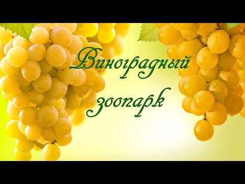 Видео: Виноградный зоопарк.