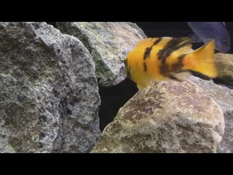 Видео: Малавийские цихлиды Мбуна