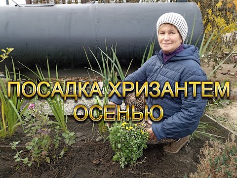 Видео: Посадка хризантем осенью