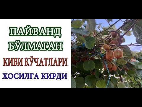 Видео: Пайванд бўлмаган, жинси ноаник кивилар хосил беришни бошлади.