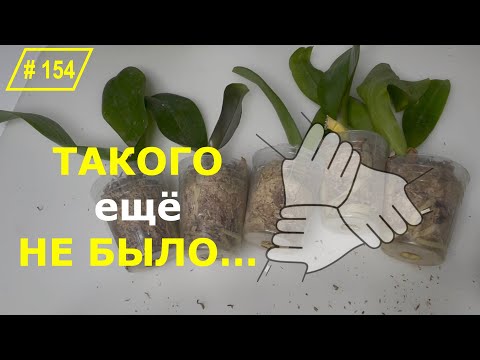 Видео: # 154 ВПЕРВЫЕ! ОРХОЭКПЕРИМЕНТ с реанимационными орхидеями #ОрхидеиДляНачинающих