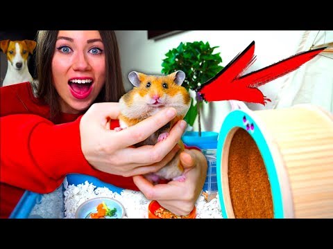 Видео: Первый День Дома Хомяк Сбежал Реакция на Дом Новый Питомец | Elli Di Pets