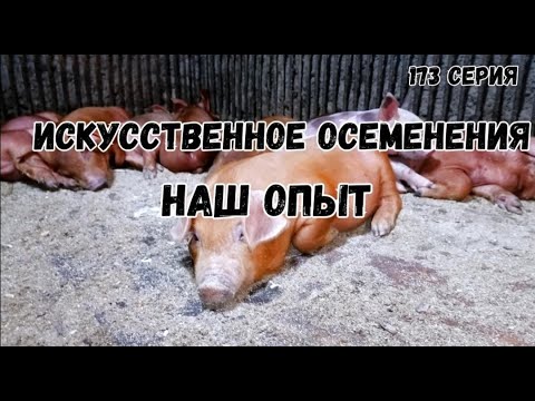 Видео: Искусственное осеменение свиноматки это легко!Наш опыт.