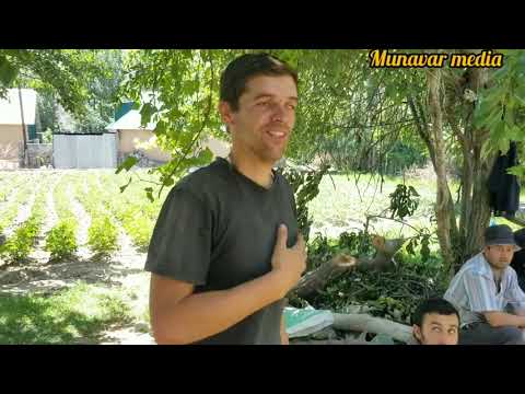 Видео: деҳот