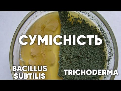 Видео: Совместимость Bacillus subtilis и Trichoderma. Фунгициды Фитодоктор и Триходермин в одной смеси.