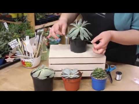 Видео: ЧТО ДЕЛАТЬ, ЕСЛИ СУККУЛЕНТ ВЫТЯГИВАЕТСЯ?