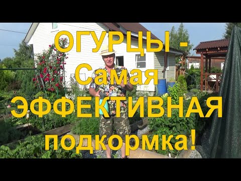 Видео: 20. ОГУРЦЫ ВЁДРАМИ ПОСЛЕ ПОДКОРМКИ ПО ЛИСТУ! Они резко пойдут в рост и завалят вас урожаем!