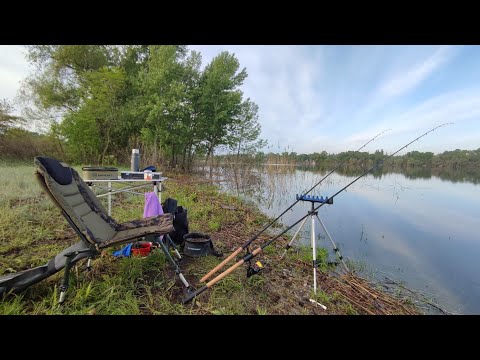 Видео: ГЛЯНЬ ЯК КЛЮЄ! Фідер аж підкидає. Ранкова рибалка на пеньках