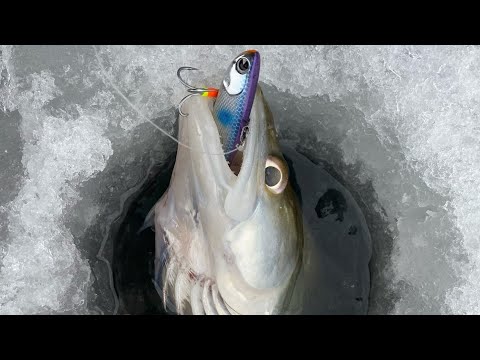 Видео: ПОПАЛИ на ХАПОК СУДАКА! ЛОВЛЯ СУДАКА на БЛЁСНА и РАТТЛИНЫ с ЭХОЛОТОМ ПРАКТИК 6М