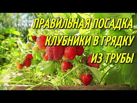 Видео: ПРАВИЛЬНАЯ ПОСАДКА КЛУБНИКИ В ГРЯДКУ ИЗ ТРУБЫ(два способа).