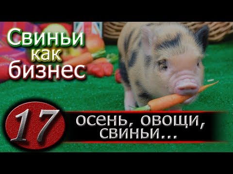 Видео: КОРМЛЕНИЕ СВИНЕЙ КАРТОШКОЙ