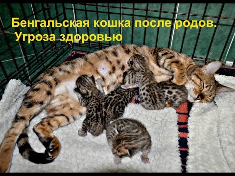 Видео: 😻Бенгальская кошка после родов. Угроза здоровью. Часть 1.