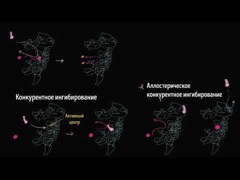 Видео: Неконкурентное ингибирование ферментов (видео 17) | Энергия | Биология