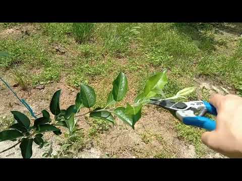 Видео: Лятна резитба на ябълка Флорина, 1-ва година