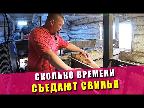 Видео: КАК ВСЕ УСПЕТЬ | Сколько времени мы тратим на свиней | График работы случайных свиноводов | 2021