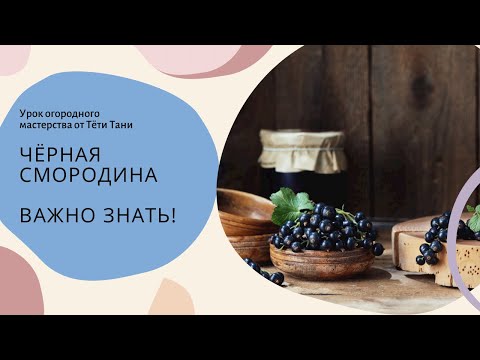 Видео: 610. Чёрная смородина. От посадки до первой санации.