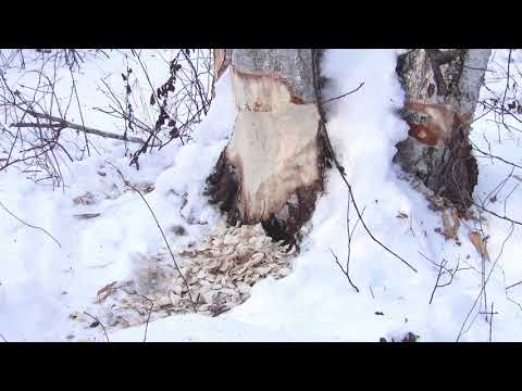 Видео: Белая тропа  Часть 1