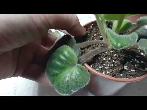 Видео: Переукореняем фиалку после сосудистого бактериоза или корневой гнили.