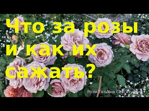Видео: Секреты посадки роз  Гармоничная клумба