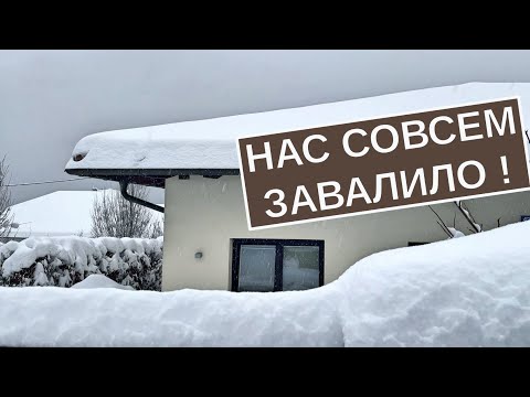 Видео: Австрию завалило снегом! Коты и лебеди озадачены.