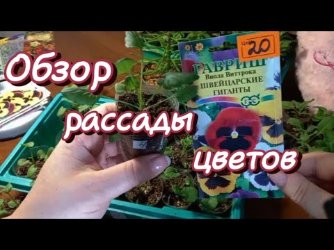 Видео: ОБЗОР: РАССАДА ЦВЕТОВ
