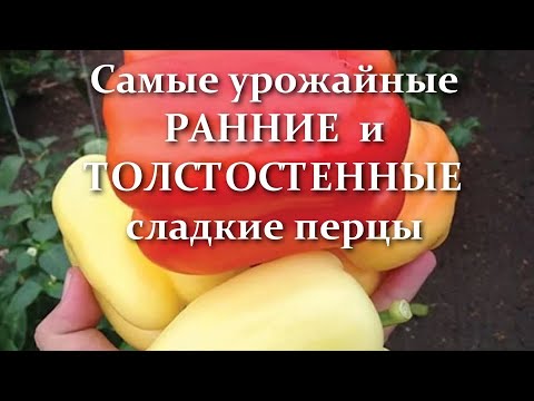 Видео: Много и очень вкусно! Самые УРОЖАЙНЫЕ РАННИЕ ТОЛСТОСТЕННЫЕ сладкие ПЕРЦЫ  сорта и гибриды
