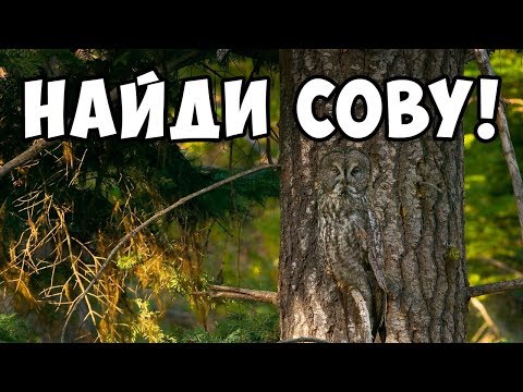 Видео: ТЕСТ-ИГРА найди животное на фото 🐛 БУДЬ В КУРСЕ TV