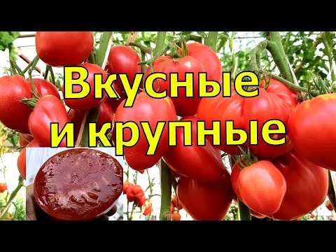 Видео: Крупноплодные томаты с хорошим вкусом. Лучшие сорта томатов для теплицы по итогам сезона