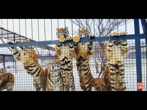 Видео: ТАКОГО ВЫ ЕЩЕ НЕ ВИДЕЛИ! Все тигры встали на задние лапы!