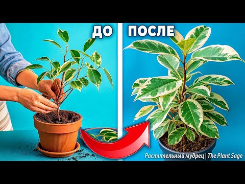 Видео: ФИКУС БЕНДЖАМИНА, ПЕРЕСАДКА 🌿 3 ОШИБКИ, КОТОРЫЕ СТОЯТ ЕМУ ЖИЗНИ! 🚨🌿