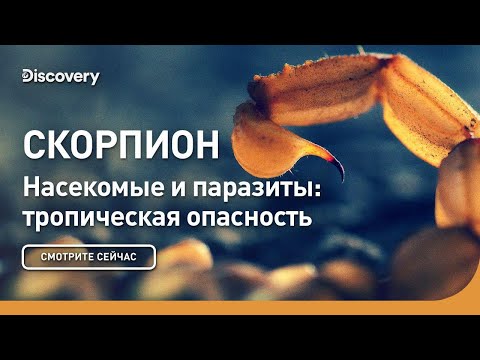 Видео: Скорпион | Насекомые и паразиты: тропическая опасность | Discovery