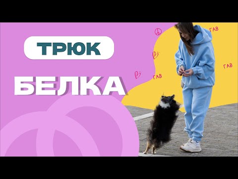 Видео: Простой трюк для собаки: БЕЛКА, КУВЫРОК В ВОЗДУХЕ