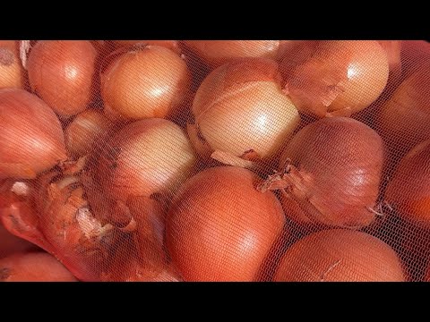 Видео: ОПТОМ. САМАРҚАНД.  БОЗОР. ҚАРШИ. КУРУГ   ПИЁЗ. КАРТОШКА. ПАМИДОР. БОДИРИНГ. САБЗИ. УЗУМ. ОЛМА  ҚОВУН