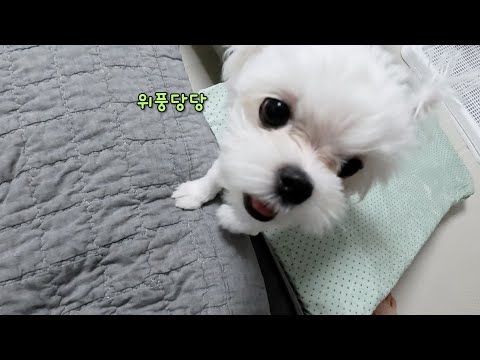 Видео: Ответ, который я вижу, когда купил лестницу для щенка, который любит диваны