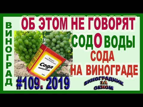 Видео: 🍇 ПИЩЕВАЯ СОДА. Об ЭТОМ не ГОВОРЯТ! Применение на винограднике. ПОЛЬЗА или ВРЕД! Чего больше.
