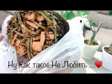 Видео: Тюленчики мои красивый адениум вырос 😍 Пересадка адениумов