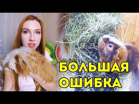 Видео: Это ОШИБКА многих СВИНКОВОДОВ! СЕНО ЕСТЬ И ЕГО ДОЛЖНЫ ЕСТЬ