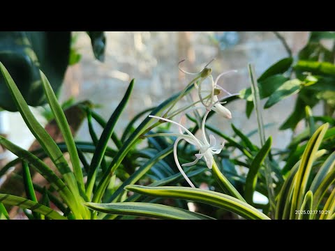 Видео: Пересадки /февраль 2025/... хойя, алоказии, цимбидиум, неофинетии