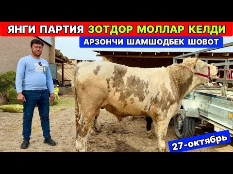 Видео: ЯНГИ ПАРТИЯ ЗОТДОР МОЛЛАР КЕЛДИ АРЗОНЧИ ШАМШОДБЕК ШОВОТ 27-октября 2025 г.