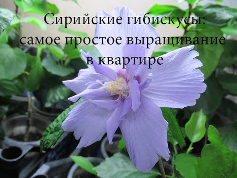 Видео: Сирийские гибискусы:простой способ выращивать в квартире - фильм Ольги Пряниковой