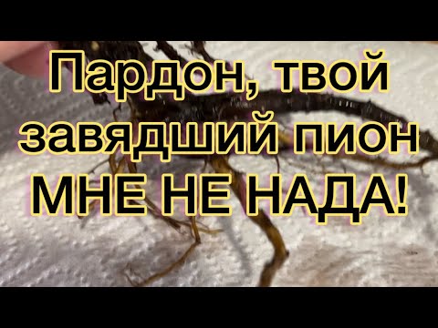 Видео: Пытаемся вернуть продавцам-мошенникам из Wildberries и Ozon их мусорные корни пионов!