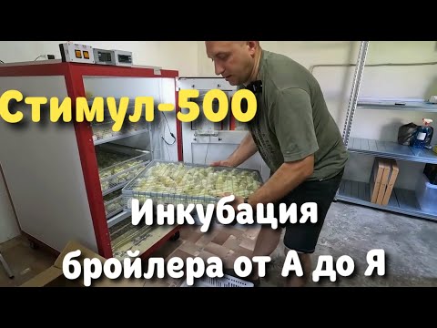 Видео: Стимул-500 Инкубация бройлера от А до Я