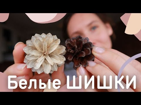 Видео: Отбеливаем шишки для новогоднего декора в домашних условиях Очень просто!!)