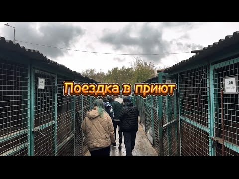 Видео: Знакомство с приютом Некрасовка