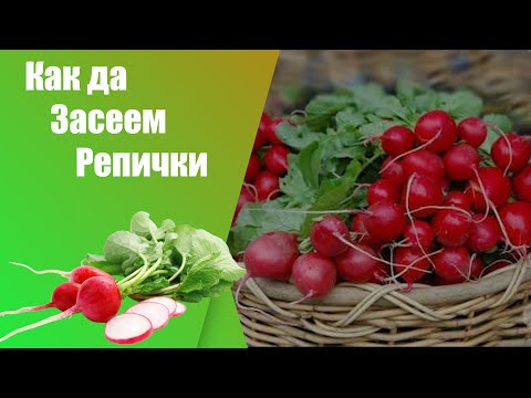 Видео: Как да посеем репички - стъпка по стъпка. Разсад или директно засяване?