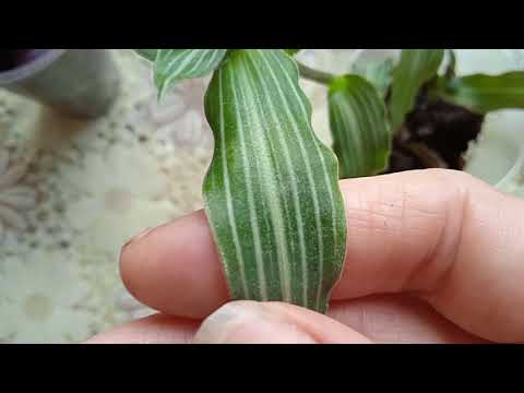 Видео: Мои новенькие традесканции. Пополнение на 10 сортов. 🤭