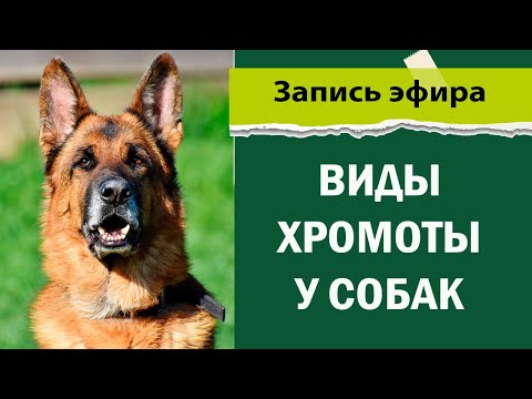 Видео: Виды хромоты у собак