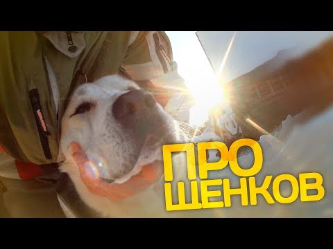 Видео: ПОВЕДЕНИЕ АЛАБАЯ БЕЗ ЩЕНКОВ
