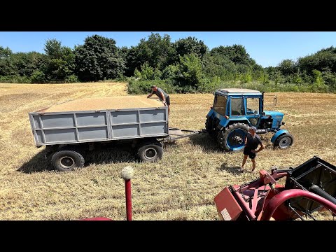Видео: Оце пшениця😱 Козирний врожай 2024. Жнива. Комбайн Case 2388.