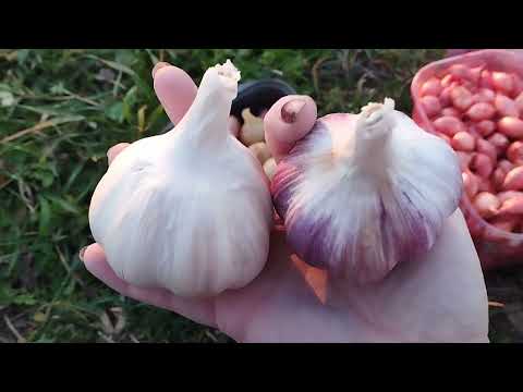 Видео: 🍂🧅🍂ВИСАДЖУЮ ОЗИМУ ЦИБУЛЮ(06.11.25)